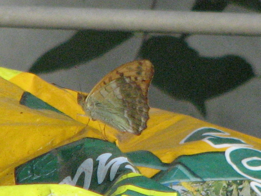 Argynnis paphia - nagy gyöngyházlepke