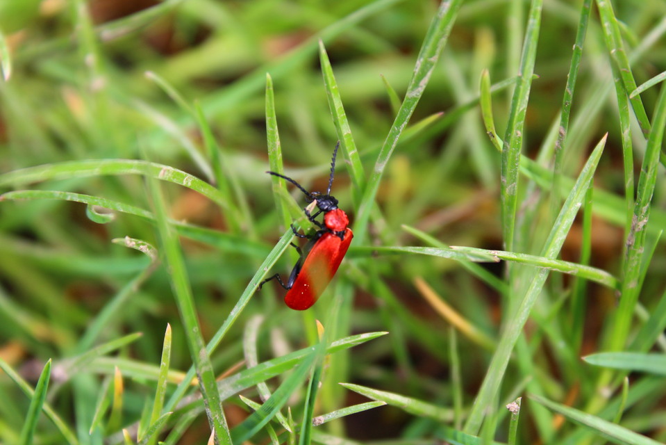 Pyrochroa coccinea - nagy bíborbogár