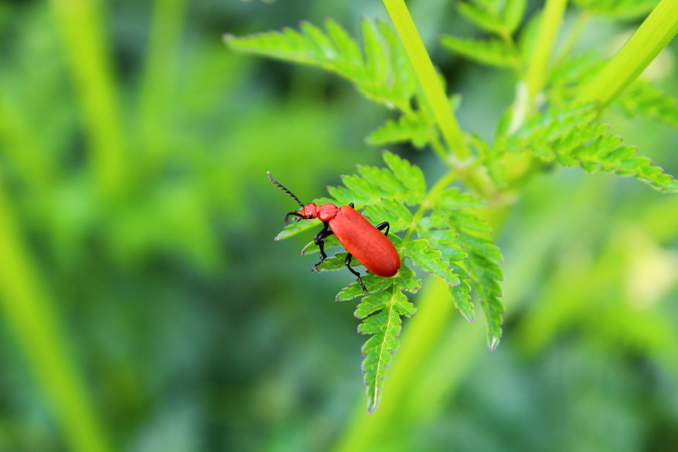 Pyrochroa serraticornis - közép-bíborbogár