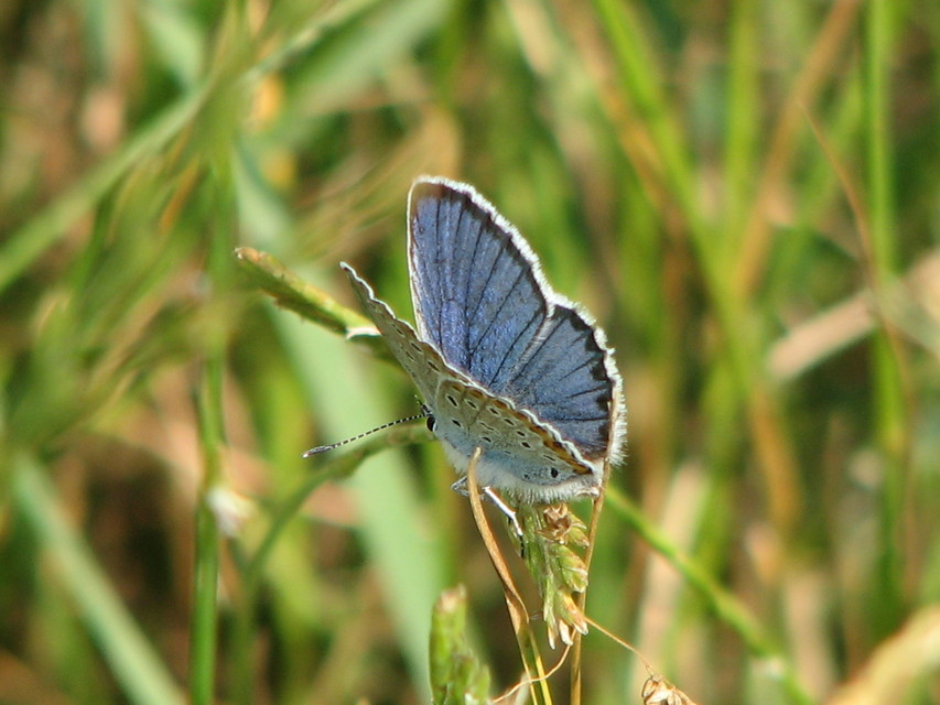 Plebejus argyrognomon - tintakék boglárka