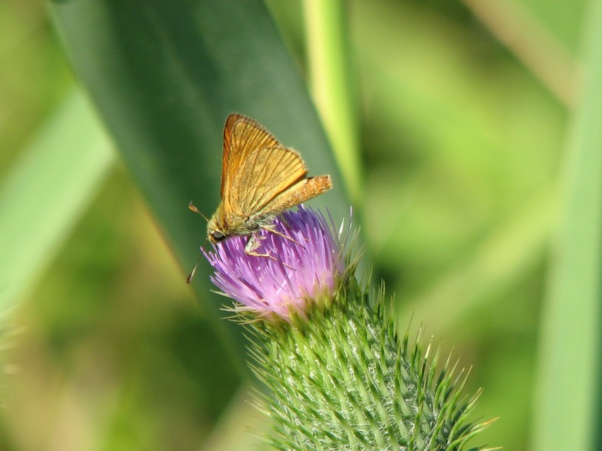 Ochlodes sylvanus - erdei busalepke