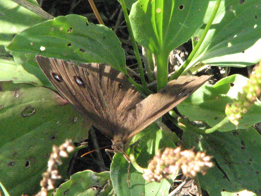 Minois dryas - fekete szemeslepke