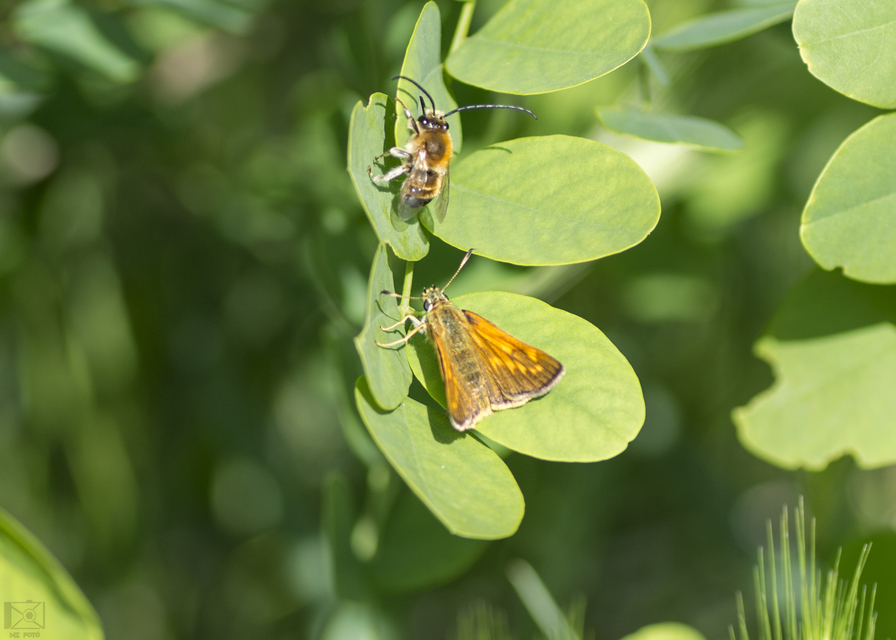 Ochlodes sylvanus - erdei busalepke