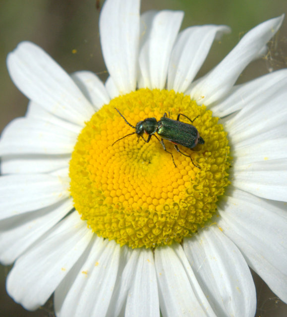Malachius bipustulatus - kétfoltos bibircsesbogár