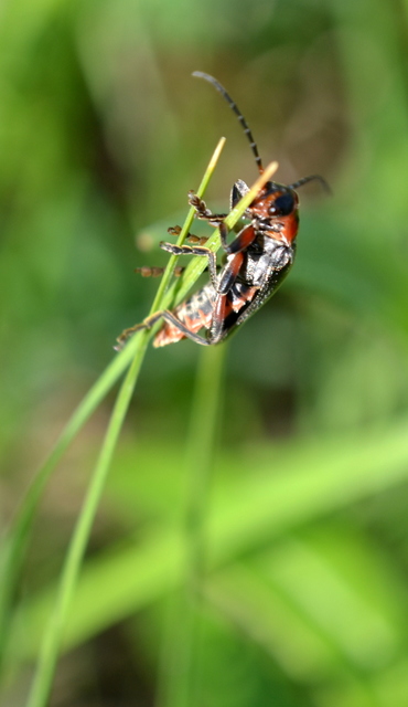 Cantharis rustica - suszterbogár