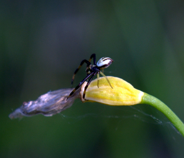 Misumena vatia - viráglakó karolópók