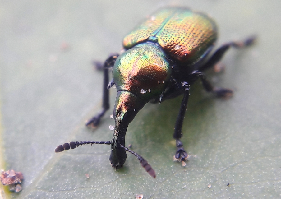 Byctiscus populi - nyárfa-levélsodró