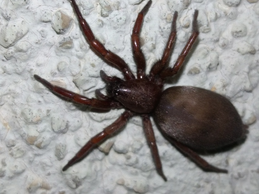 Scotophaeus