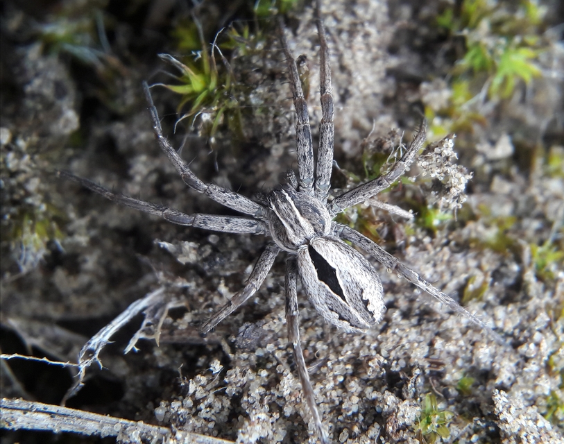 Thanatus formicinus - bársonysávos karolópók