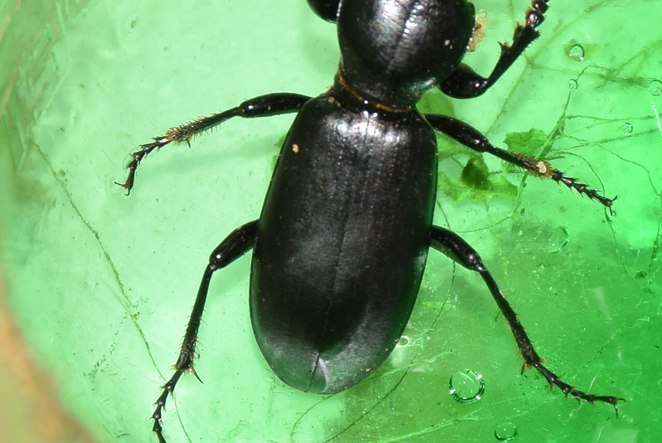 Broscus cephalotes - busafutó