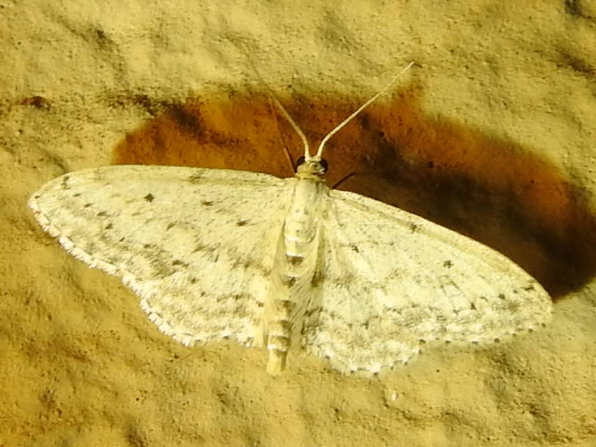 Idaea seriata - szürke apróaraszoló