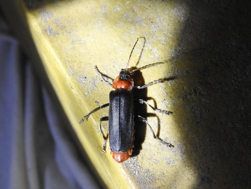 Cantharis fusca - közönséges lágybogár