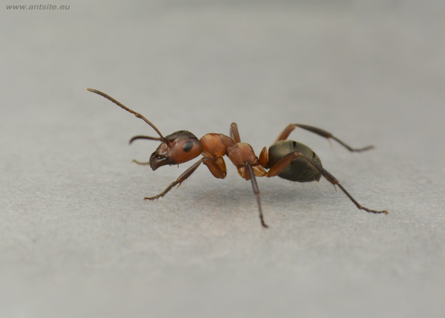 Formica sanguinea - vérvörös rablóhangya