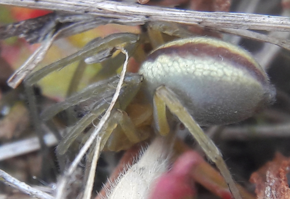 Cheiracanthium montanum