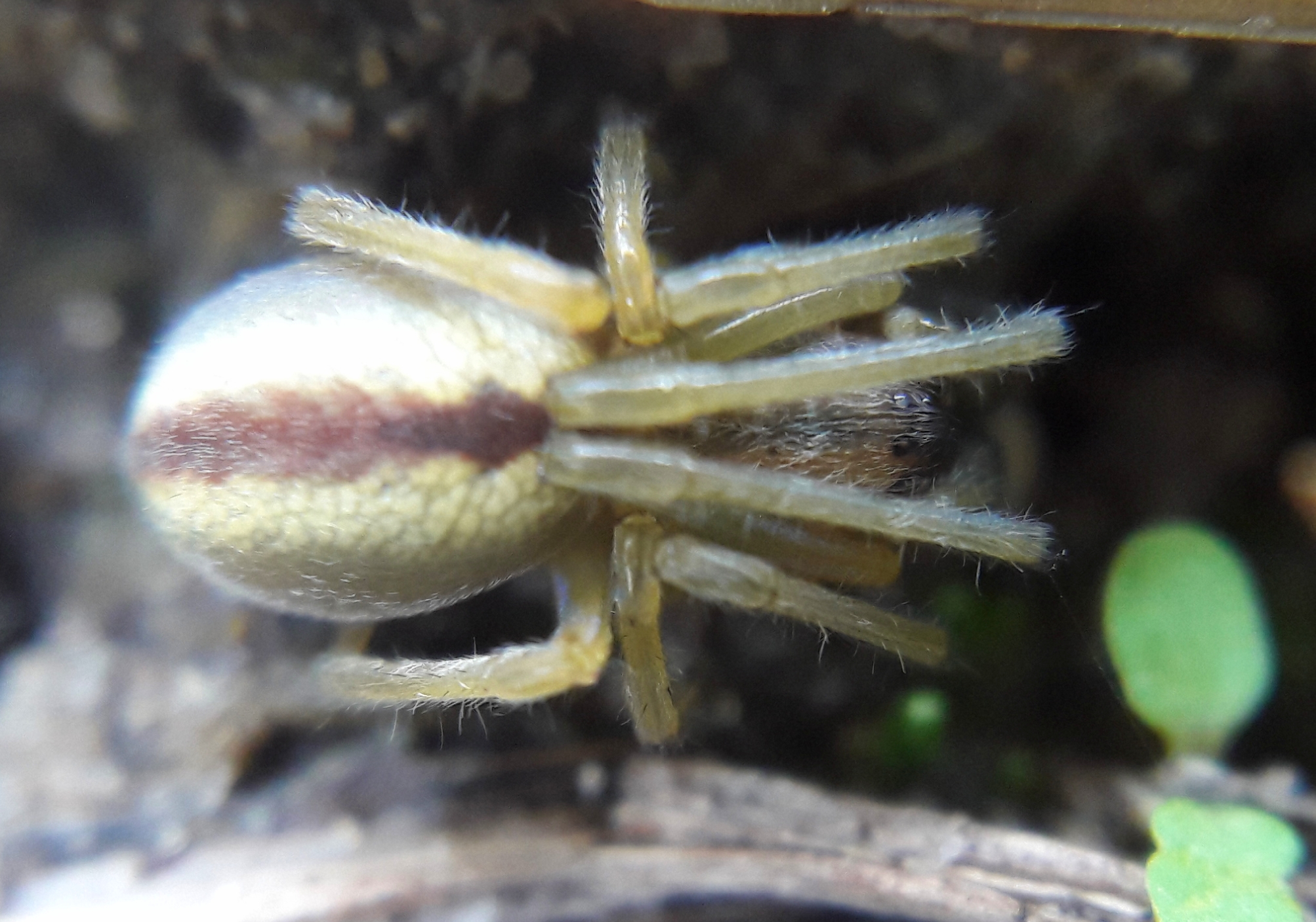 Cheiracanthium montanum
