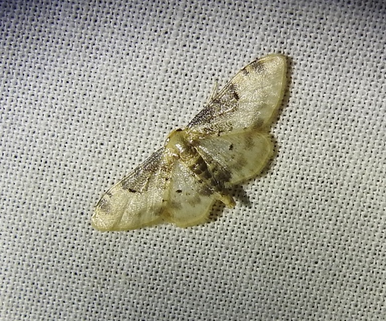 Idaea filicata - sötéttövű apróaraszoló