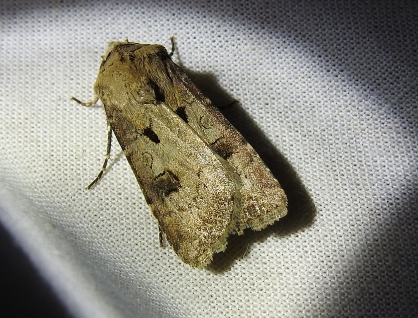 Agrotis exclamationis - felkiáltójeles földibagoly