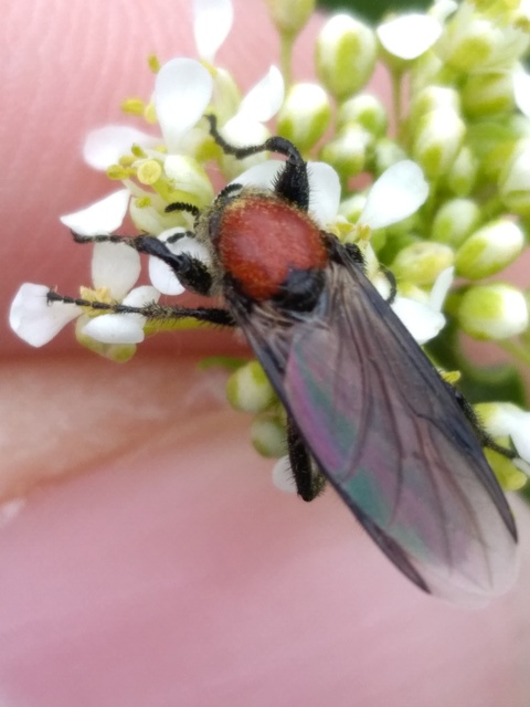 Bibio hortulanus - kerti bársonylégy