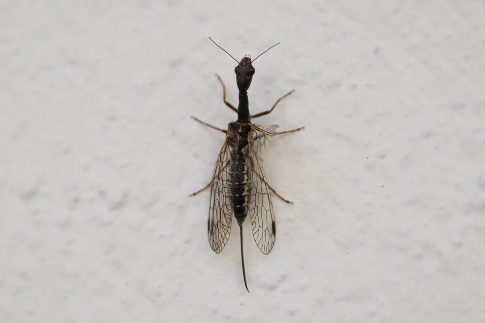 Raphidioptera - Tevenyakú-fátyolkák
