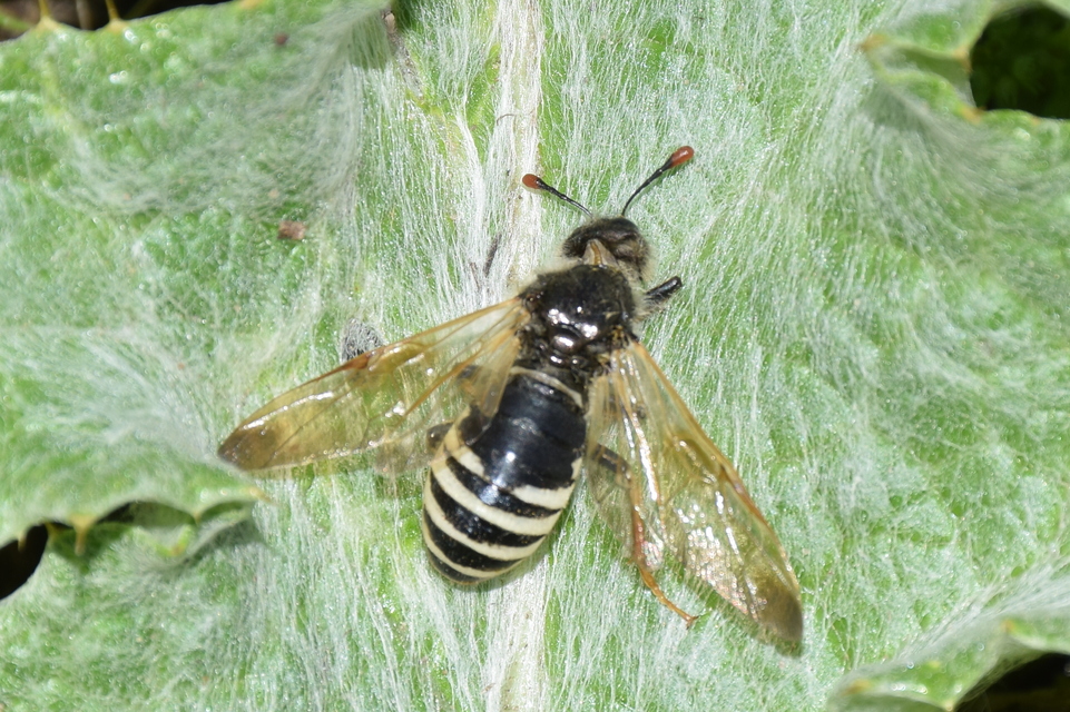 Pseudoclavellaria amerinae - óriás szőrösbuzogányos
