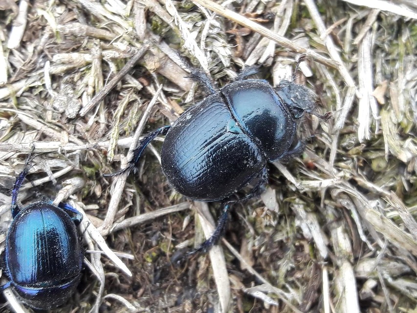 Anoplotrupes stercorosus - erdei álganéjtúró