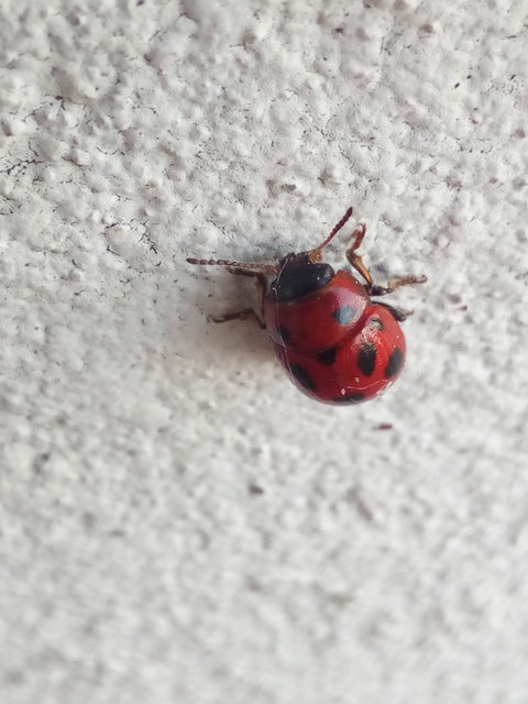 Gonioctena fornicata - közönséges lucernabogár