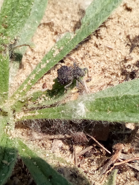 Herpes porcellus - bütyköshátú ormányos