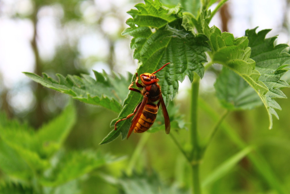 Vespa crabro - lódarázs