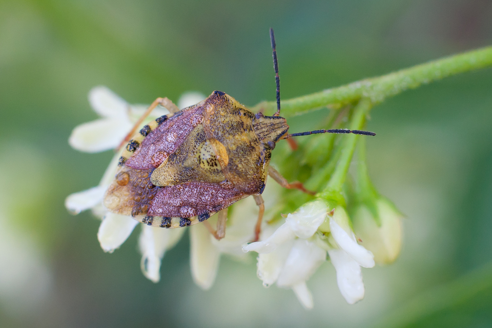 Carpocoris Carpocoris