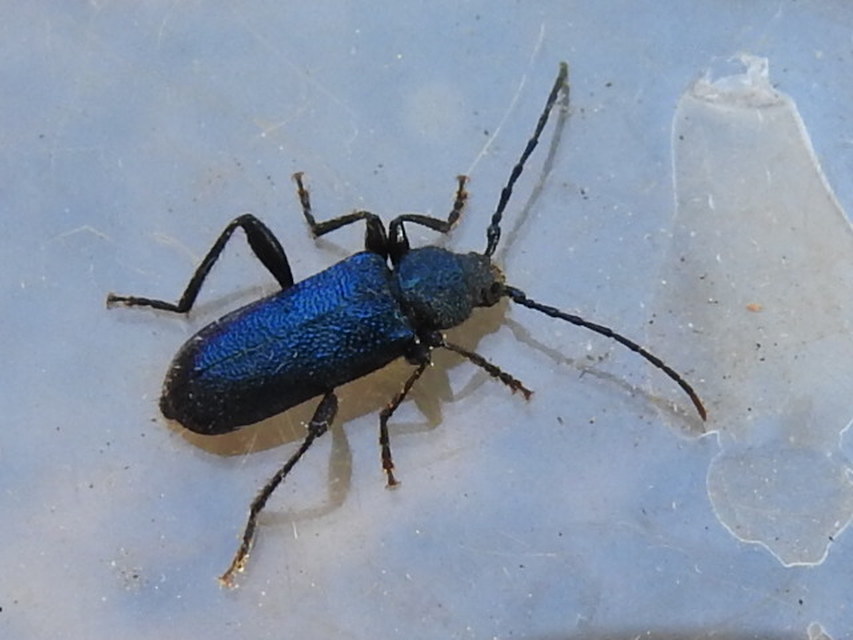 Callidium violaceum - kék korongcincér