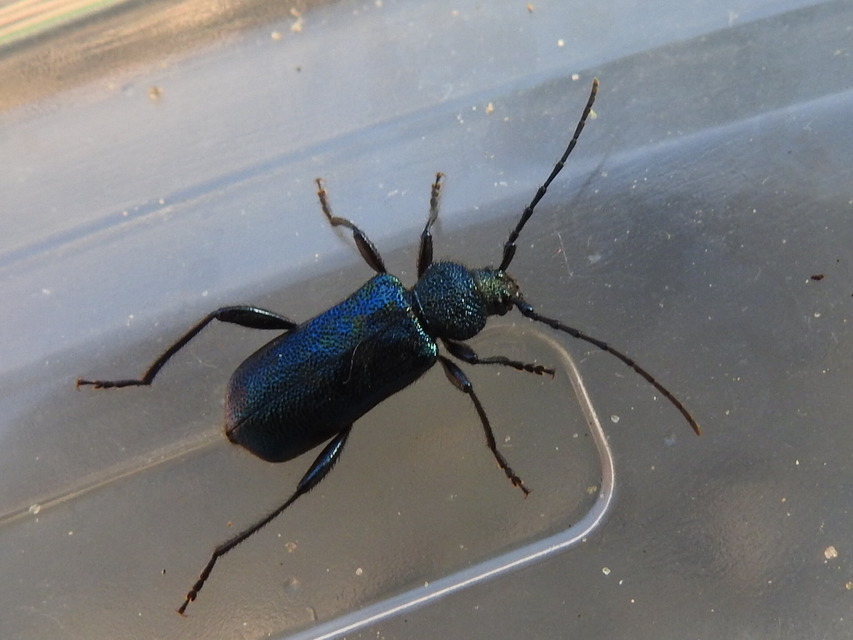 Callidium violaceum - kék korongcincér
