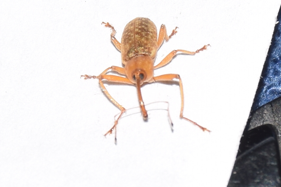 Dorytomus longimanus - kétalakú hangormányos