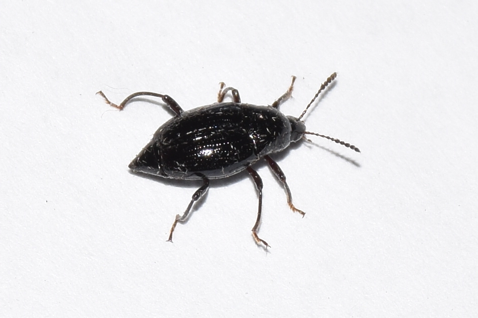 Scaphium immaculatum - görbelábú sajkabogár