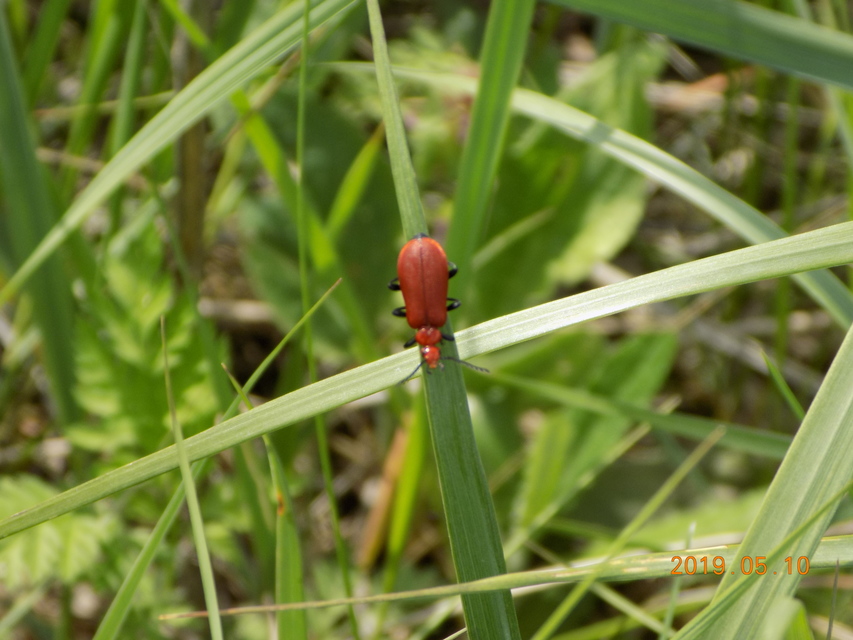Pyrochroa serraticornis - közép-bíborbogár