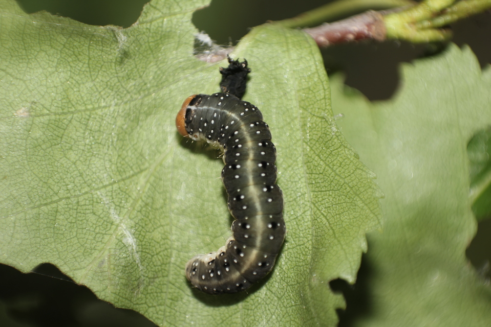 Achlya flavicornis - nyíres pihésszövő