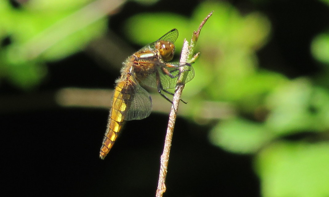 Libellula depressa - széles laposacsa