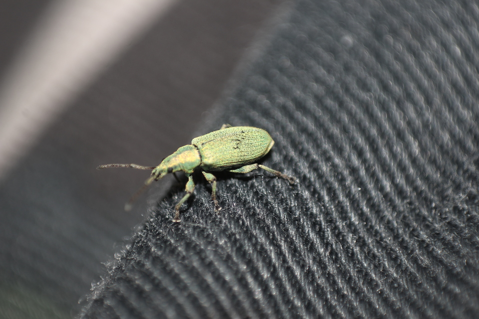 Phyllobius argentatus - ezüstös levélormányos