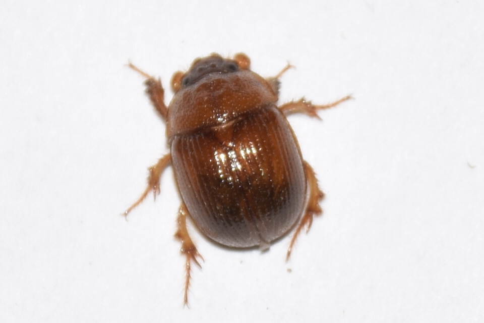 Odonteus armiger - mozgószarvú álganéjtúró