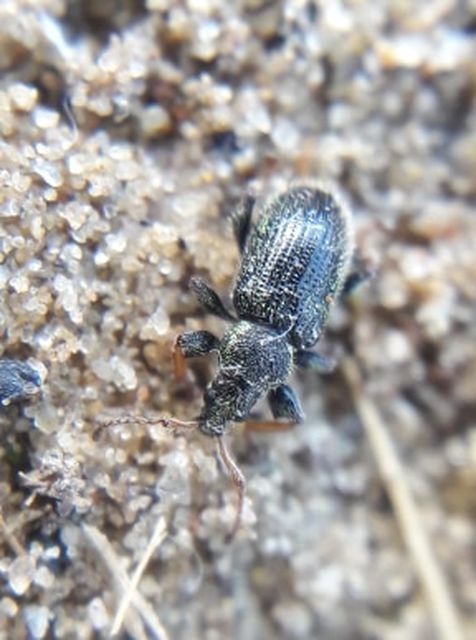 Phyllobius betulinus - változékony levélormányos
