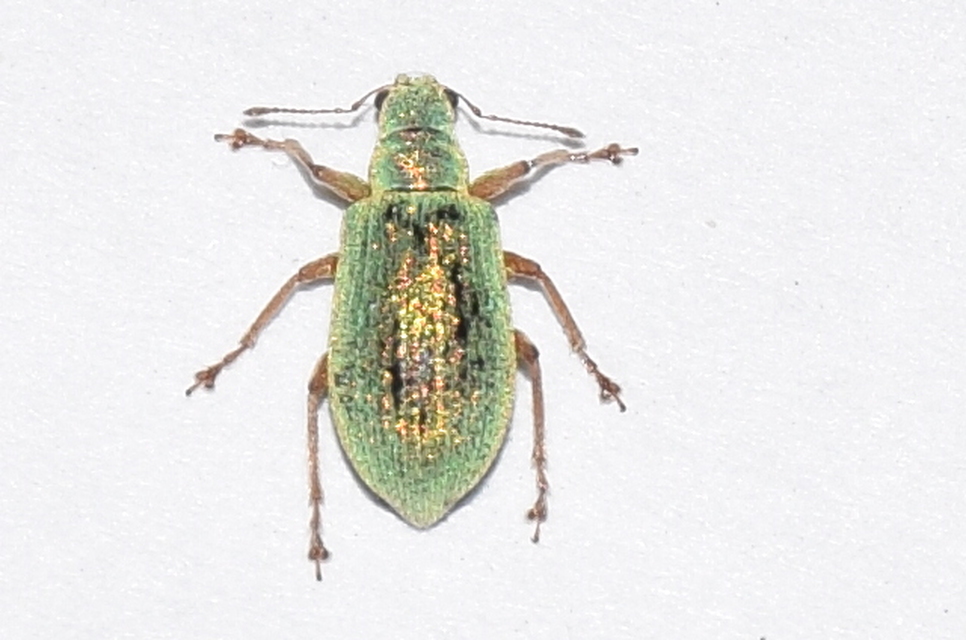 Polydrusus