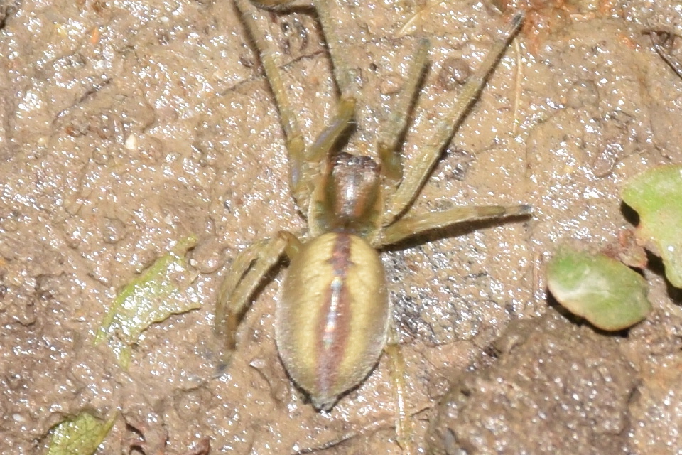Cheiracanthium erraticum - csíkos dajkapók