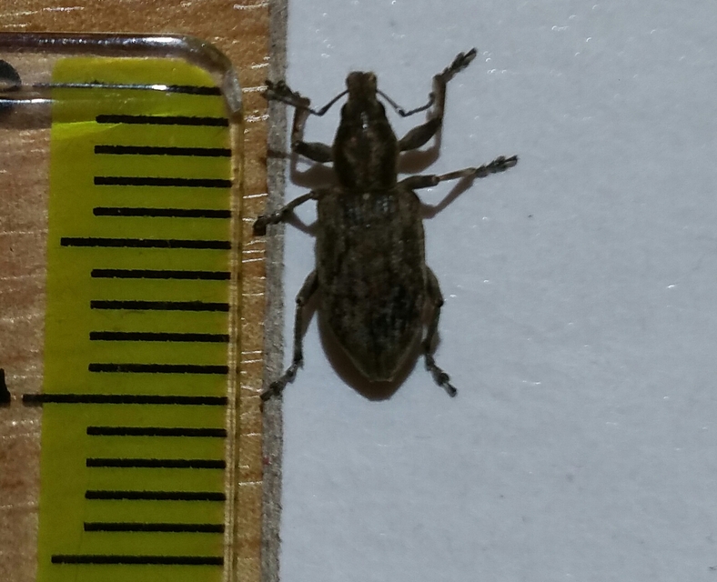 Tanymecus palliatus - közönséges hegyesfarúbarkó