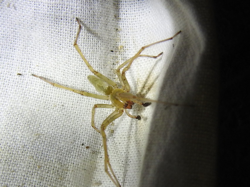 Cheiracanthium mildei - sárga dajkapók