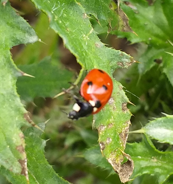Coccinella septempunctata - hétpettyes katica