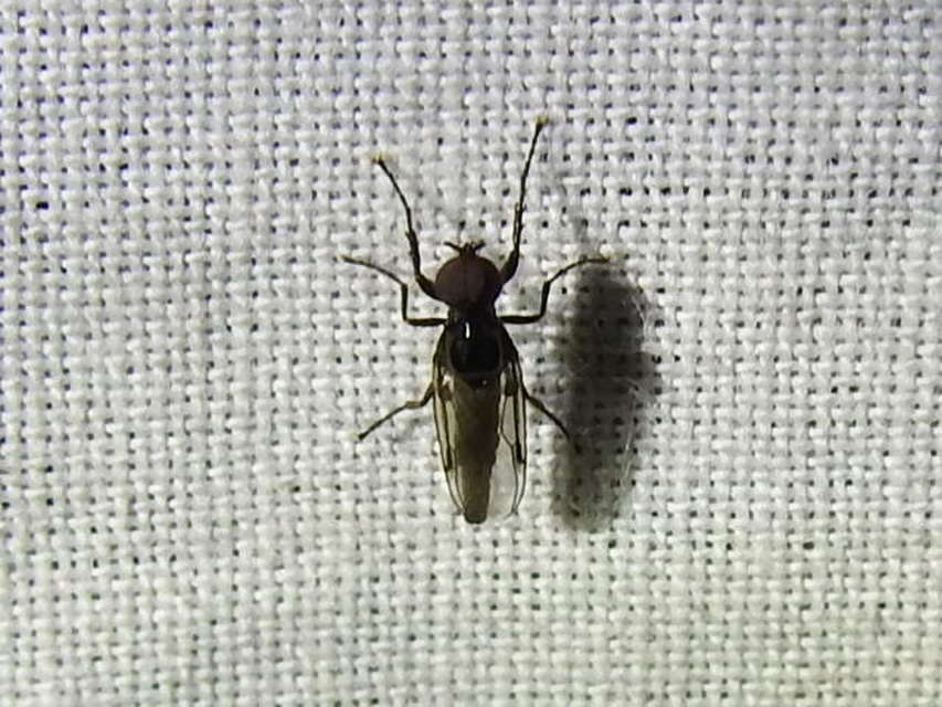 Empididae - táncoslegyek