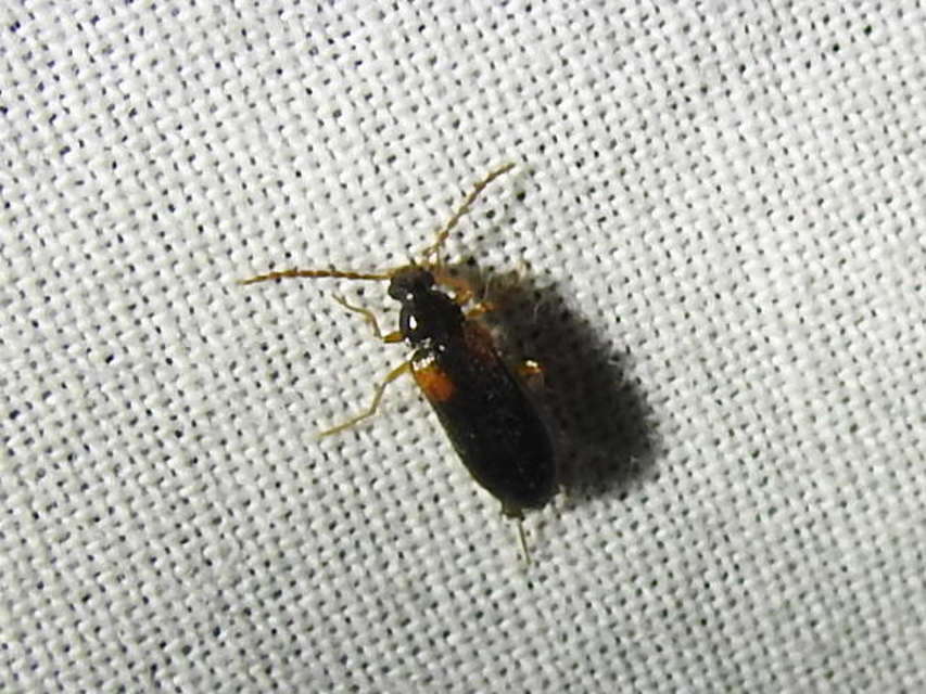 Mycetochara flavipes - sárgalábú taplász