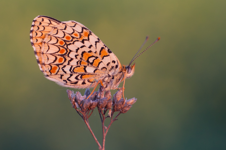 Melitaea phoebe - nagy tarkalepke