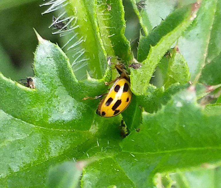 Propylea quatuordecimpunctata - tizennégypettyes füsskata