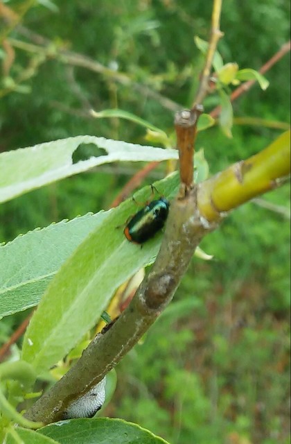 Cryptocephalus schaefferi - lapátlábú zömökbogár