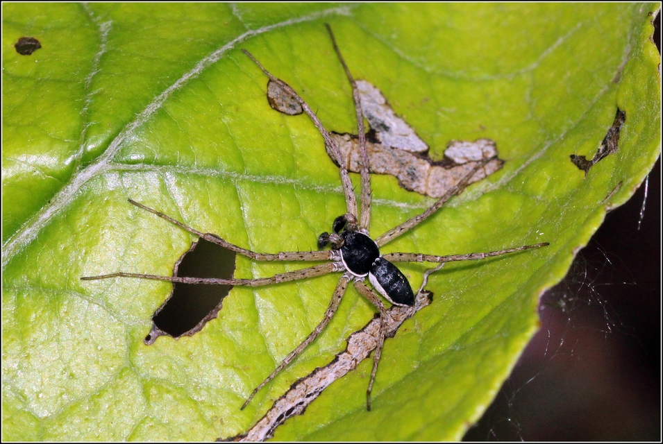 Philodromus dispar - lomb karolópók
